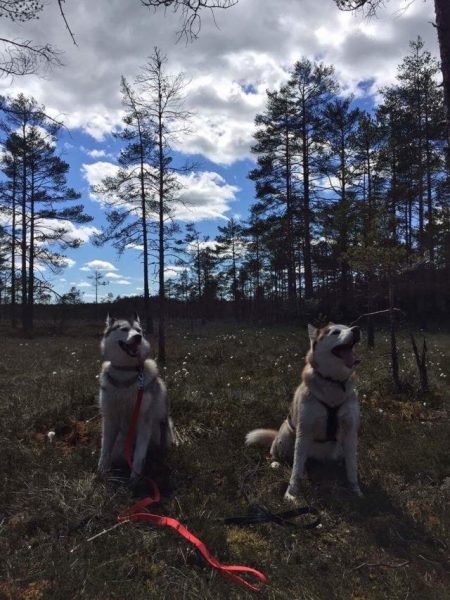 Sportland K&otilde;rvemaa